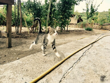 LR-ANIMALS 0135 03-09-17 034705