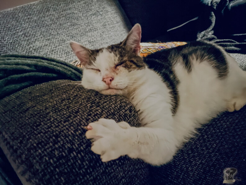 Muppi 3