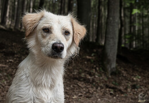 LR-ANIMALS 20180809 07-08-24 034701