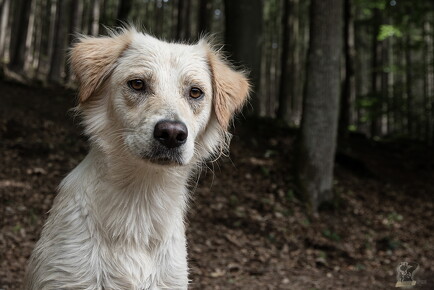 LR-ANIMALS 20180809 07-08-24 034701