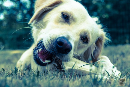 LR-ANIMALS 20180811 07-08-24 034702
