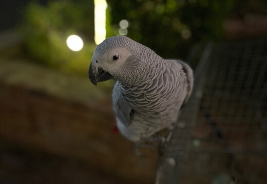 LR-ANIMALS 2188 29-03-22 034710