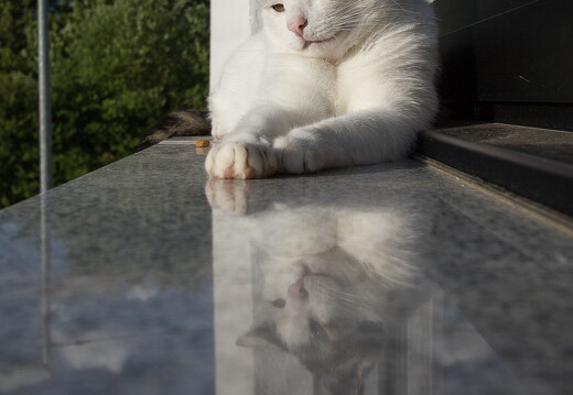 LR-ANIMALS 2296 05-06-14 034711