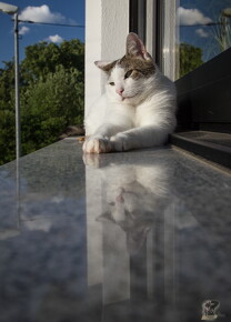 LR-ANIMALS 2296 05-06-14 034711