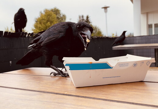 LR-ANIMALS 3212 02-09-23 034713