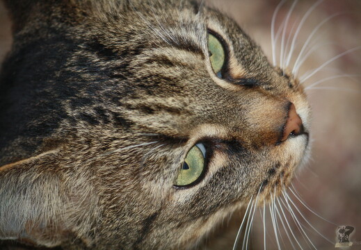 LR-ANIMALS 3617 31-12-09 034717