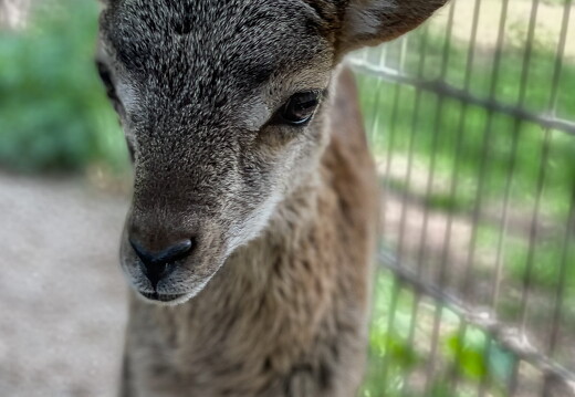 LR-ANIMALS 3624 09-05-21 034718
