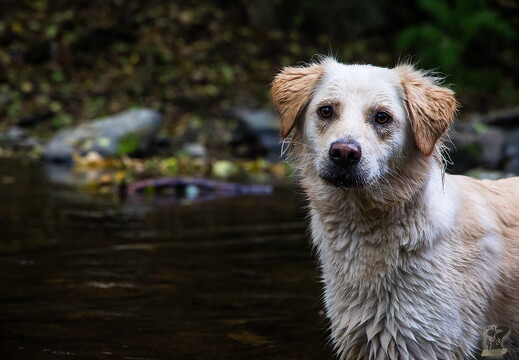 LR-ANIMALS 4230 11-10-18 034722