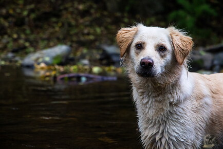 LR-ANIMALS 4230 11-10-18 034722