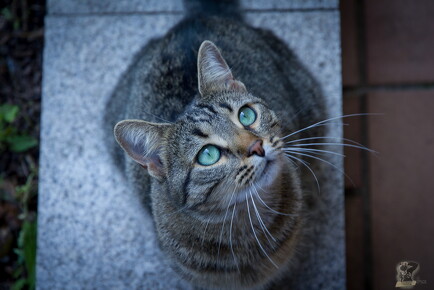 LR-ANIMALS 4477 08-09-15 034723