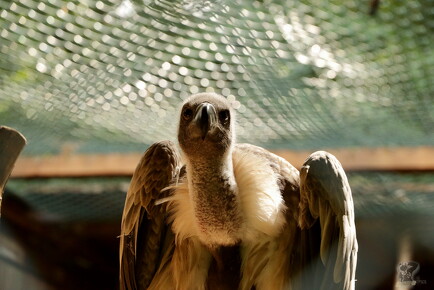 LR-ANIMALS 6024 18-07-20 034730
