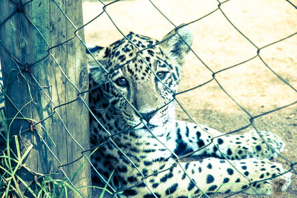 LR-ANIMALS 7808 06-02-11 034736