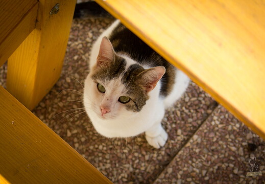 LR-ARCHIVE-732236215 03252012-03-12 037026