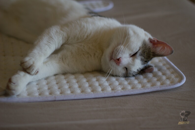 Muppi 8