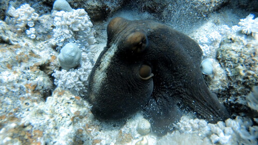 LR-Diving 6287 20-07-22 034403