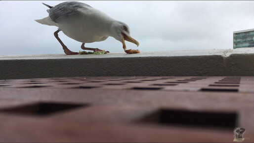 LR-ORI 458 25-07-16 23313