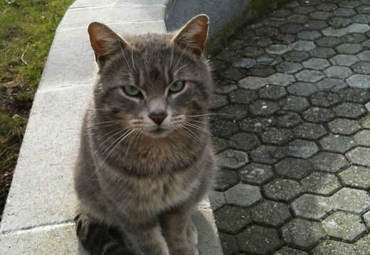  katzen - 380038-1140-1961 100324
