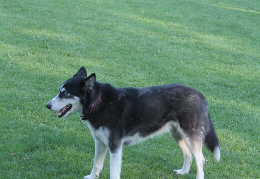 muselknipser DE-elsdorf-11-12831-0028