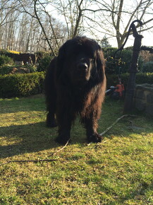 muselknipser DE-wollersheim-15-038781-0037