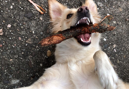 muselknipser DE-wollersheim-19-28543-0005