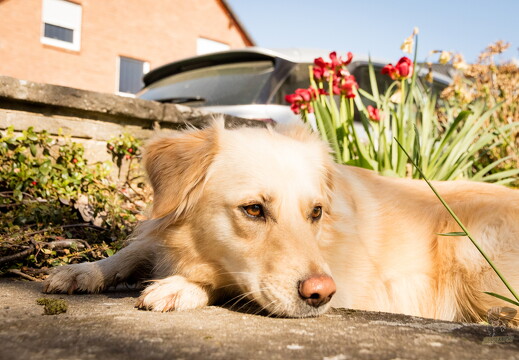 muselknipser DE-wollersheim-20-040017-0066