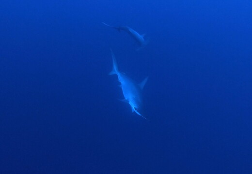 LR-Diving 26 13-12-22 034367