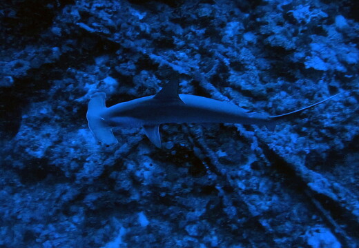 LR-Diving 26 13-12-22 034368