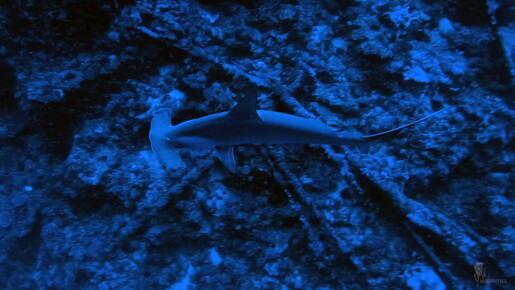 LR-Diving 26 13-12-22 034368