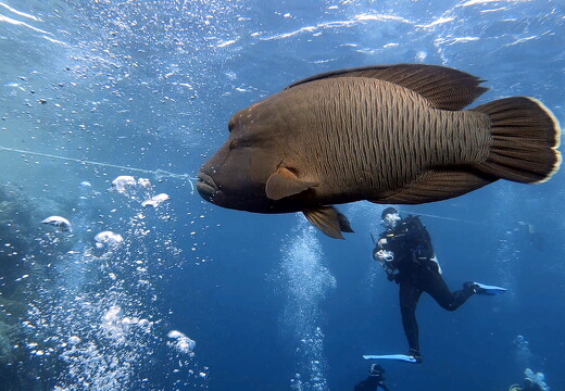 LR-Diving 2793 04-04-22 034385