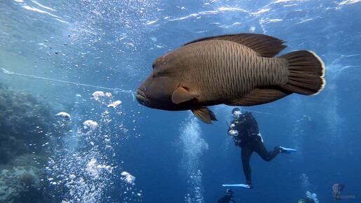 LR-Diving 2793 04-04-22 034385