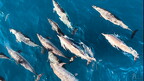 LR-Diving 2866 07-08-24 034386