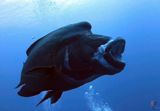 LR-Diving 30 13-12-22 034432