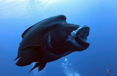 LR-Diving 30 13-12-22 034432