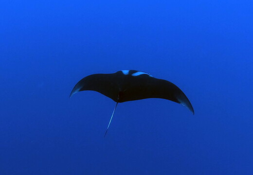 LR-Diving 31 13-12-22 034431