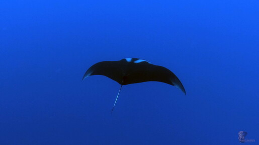 LR-Diving 31 13-12-22 034431