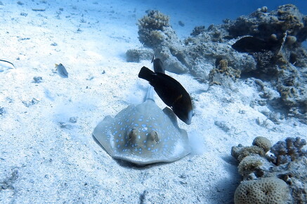 LR-Diving 4009 23-05-21 034427