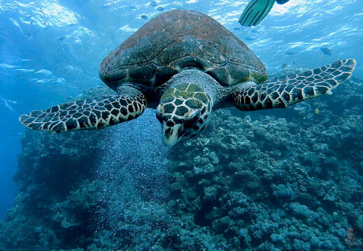 LR-Diving 40 13-12-22 034434