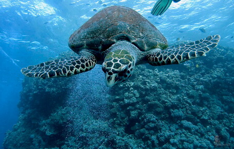 LR-Diving 40 13-12-22 034434