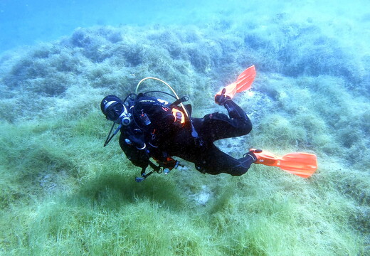 LR-Diving 4287 15-05-22 034392