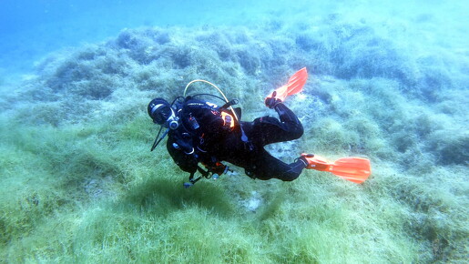 LR-Diving 4287 15-05-22 034392
