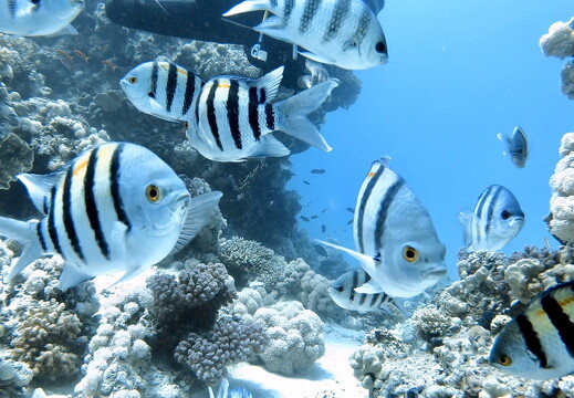 LR-Diving 4391 27-05-21 034428