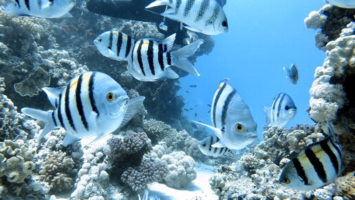 LR-Diving 4391 27-05-21 034428