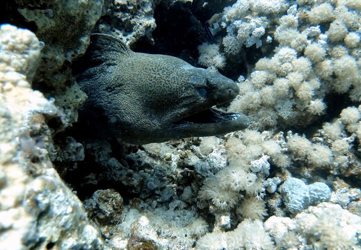 LR-Diving 4394 27-05-21 034429