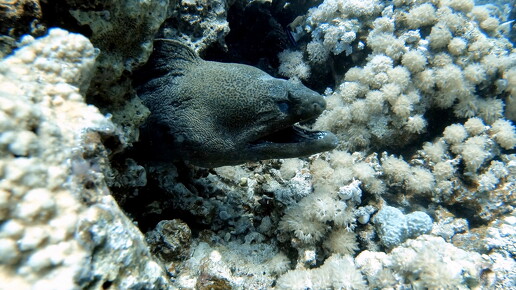 LR-Diving 4394 27-05-21 034429