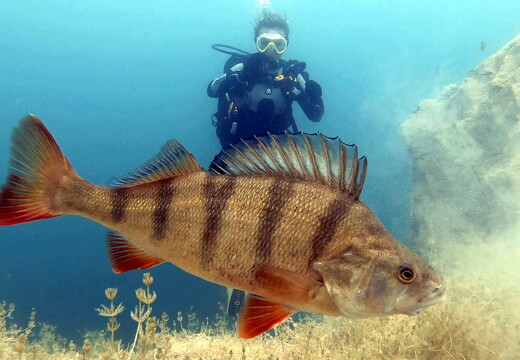 LR-Diving 5406 05-08-21 034400