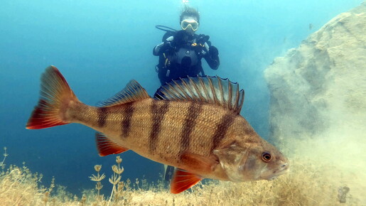 LR-Diving 5406 05-08-21 034400