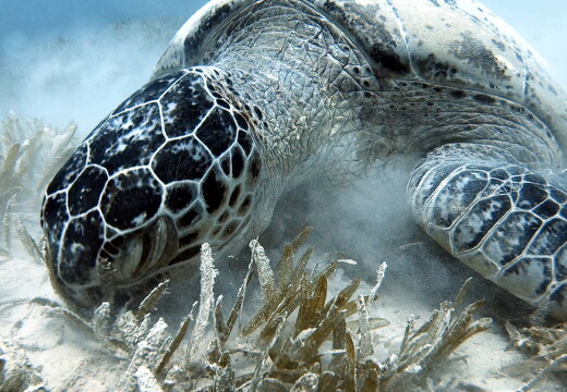 LR-Diving 6316 20-07-22 034404