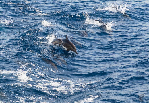 LR-Diving 7485 17-07-22 034408