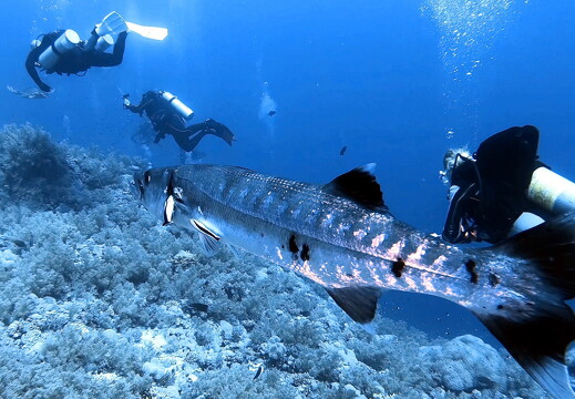 LR-Diving 8847 18-11-22 034421