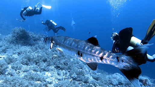 LR-Diving 8847 18-11-22 034421